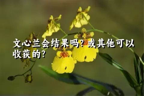 文心兰会结果吗？或其他可以收获的？