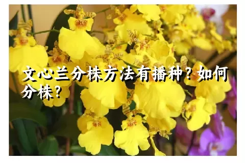 文心兰分株方法有播种？如何分株？