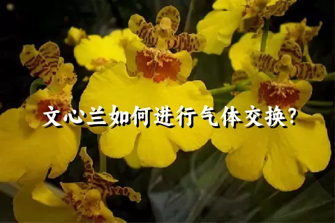 文心兰如何进行气体交换？