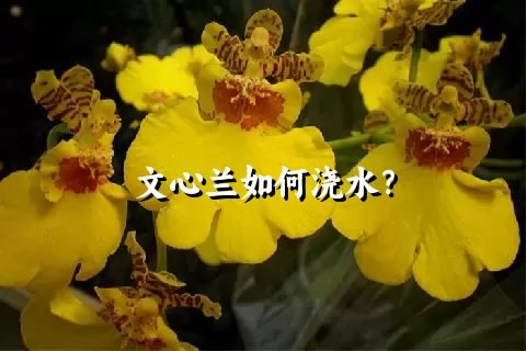 文心兰如何浇水？