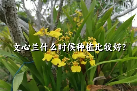 文心兰什么时候种植比较好？