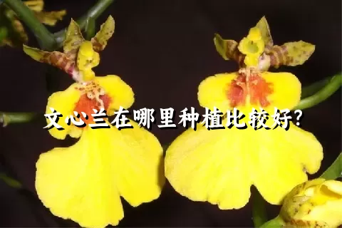 文心兰在哪里种植比较好？