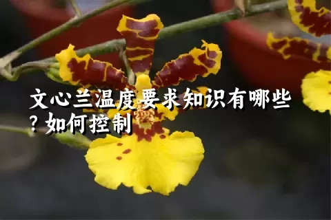 文心兰温度要求知识有哪些？如何控制