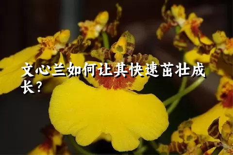 文心兰如何让其快速茁壮成长？