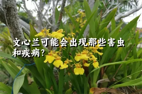 文心兰可能会出现那些害虫和疾病？