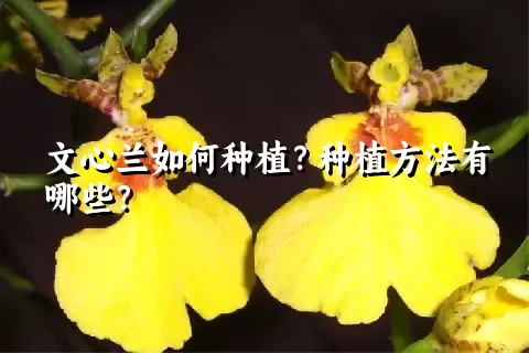 文心兰如何种植？种植方法有哪些？