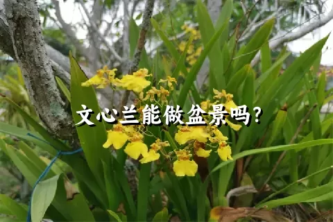 文心兰能做盆景吗？