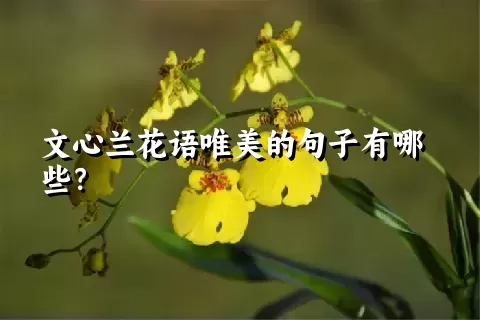 文心兰花语唯美的句子有哪些？