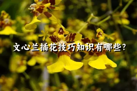 文心兰插花技巧知识有哪些？