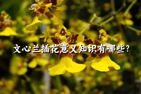 文心兰插花意义知识有哪些？