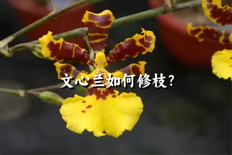 文心兰如何修枝？