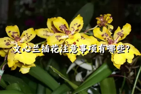 文心兰插花注意事项有哪些？