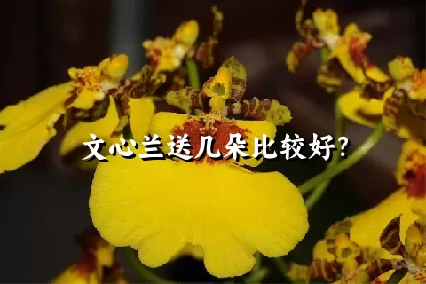 文心兰送几朵比较好？