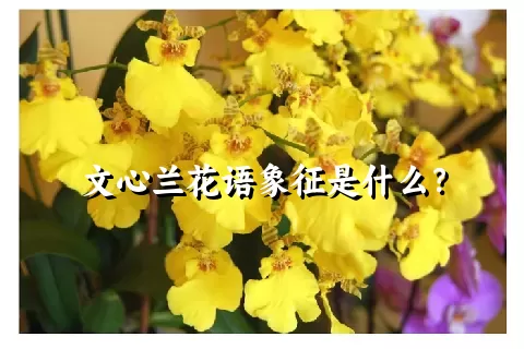 文心兰花语象征是什么？