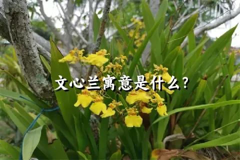 文心兰寓意是什么？