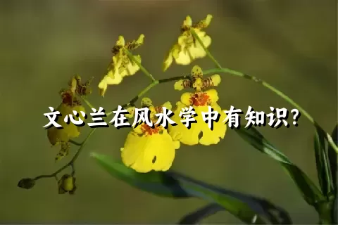 文心兰在风水学中有知识？