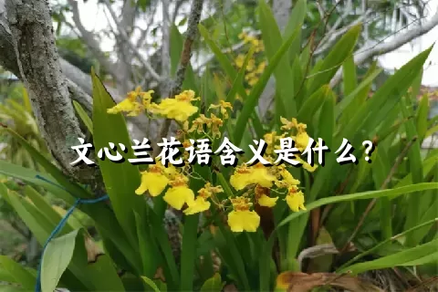 文心兰花语含义是什么？