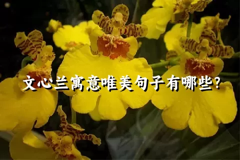 文心兰寓意唯美句子有哪些？