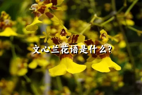 文心兰花语是什么？