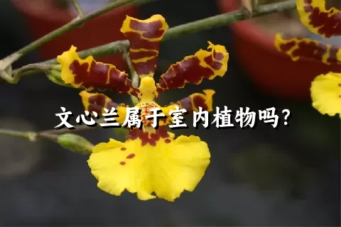 文心兰属于室内植物吗？