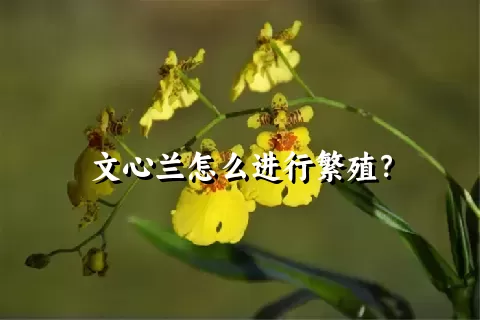 文心兰怎么进行繁殖？