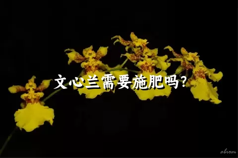 文心兰需要施肥吗？