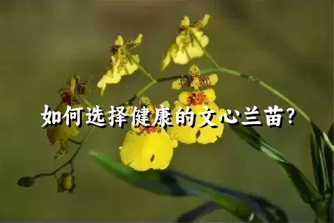 如何选择健康的文心兰苗？