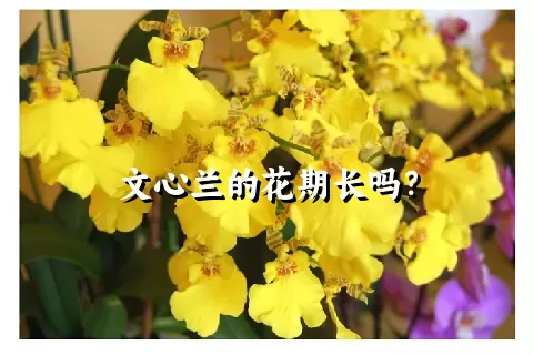 文心兰的花期长吗？