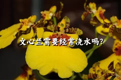 文心兰需要经常浇水吗？