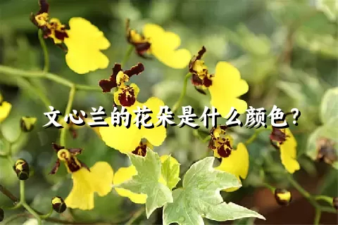 文心兰的花朵是什么颜色？