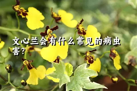 文心兰会有什么常见的病虫害？