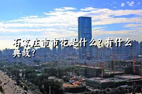 石家庄市市花是什么？有什么典故？