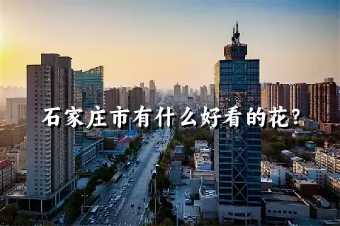 石家庄市有什么好看的花？