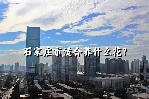 石家庄市适合养什么花？