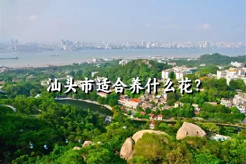 汕头市适合养什么花？