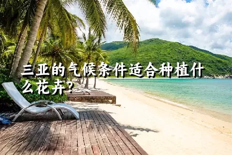 三亚的气候条件适合种植什么花卉？