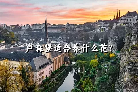 卢森堡适合养什么花？