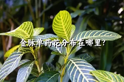 金脉单药花分布在哪里?