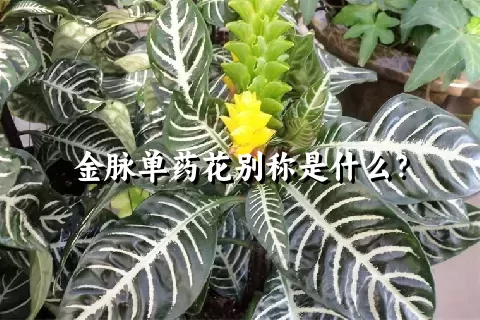 金脉单药花别称是什么？