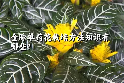 金脉单药花栽培方法知识有哪些？