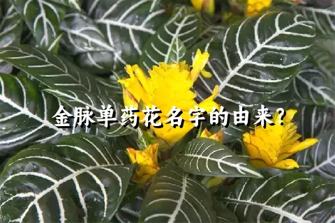 金脉单药花名字的由来？