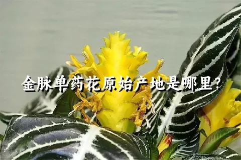 金脉单药花原始产地是哪里？