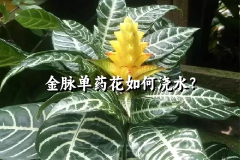 金脉单药花如何浇水？