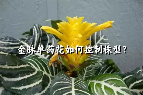 金脉单药花如何控制株型？