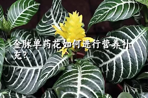 金脉单药花如何进行营养补充？