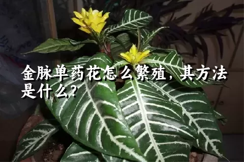 金脉单药花怎么繁殖，其方法是什么？