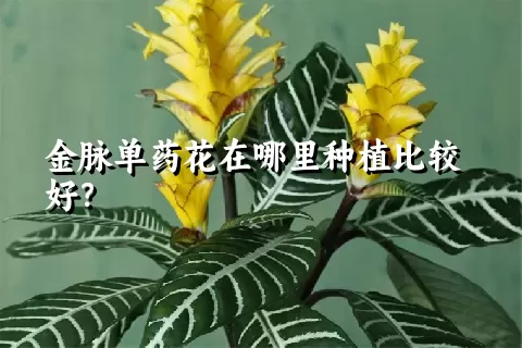 金脉单药花在哪里种植比较好？