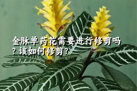 金脉单药花需要进行修剪吗？该如何修剪？