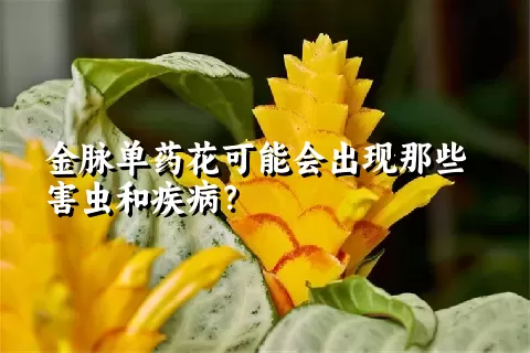 金脉单药花可能会出现那些害虫和疾病？