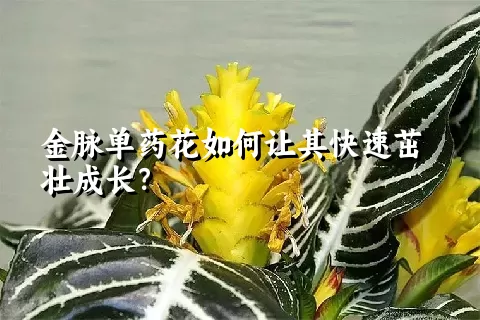 金脉单药花如何让其快速茁壮成长？